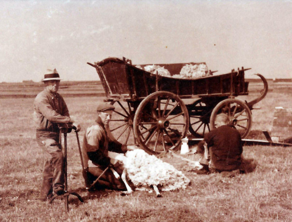 Bremer-schapen-scheren-boerenwagen